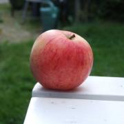 Åkerö äpple
