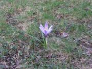 Blomma