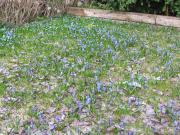 Vårblommor i gräsmattan