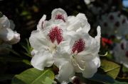 Rhododendron