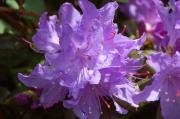 Rhododendron