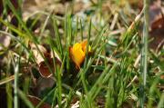 Krokus.