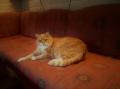 Buzter
