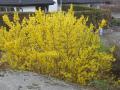 Forsythia