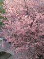 Våren 2020